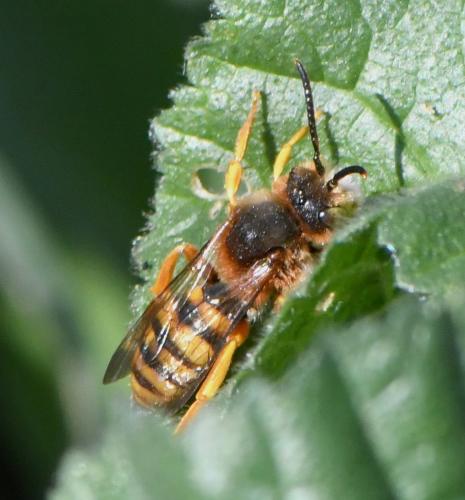 Réf. 247 468 : Nomada agrestis